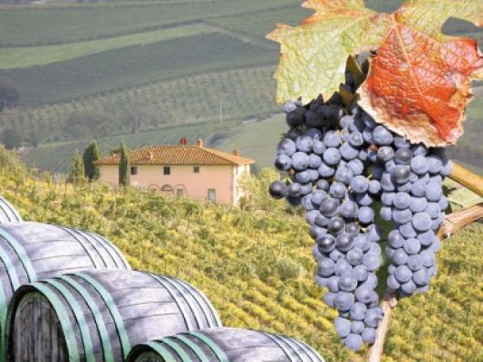 WineRo investeşte 10 mil. euro într-o cramă în Rasova